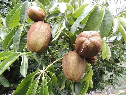 tasty Fruits Grown in the Shadows
