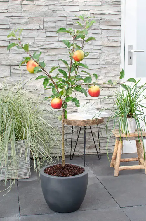 Rosemary Companion Plants apple