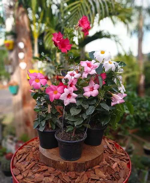 Mandevilla Splendens Growing