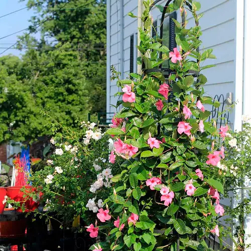 Mandevilla Splendens Information