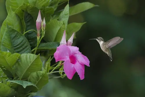 What is it About Mandevilla that Attracts Hummingbirds
