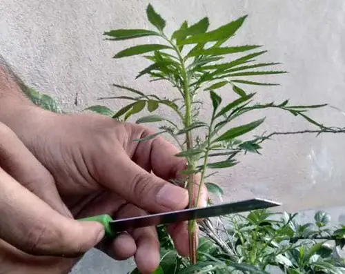 The Best Blossoms to Grow from Cuttings