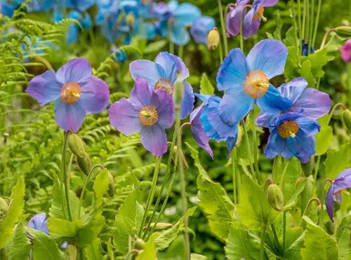 Magnificent Purple and Blue Flowers