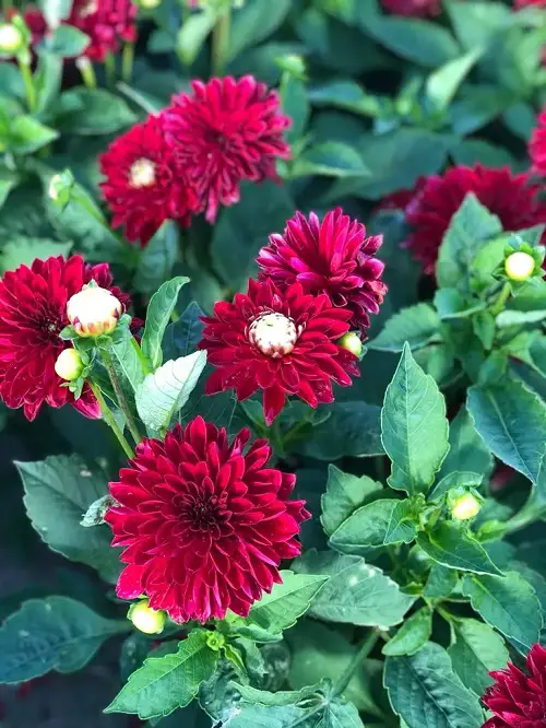 Lovely Red Dahlia Varieties for a Landscape

