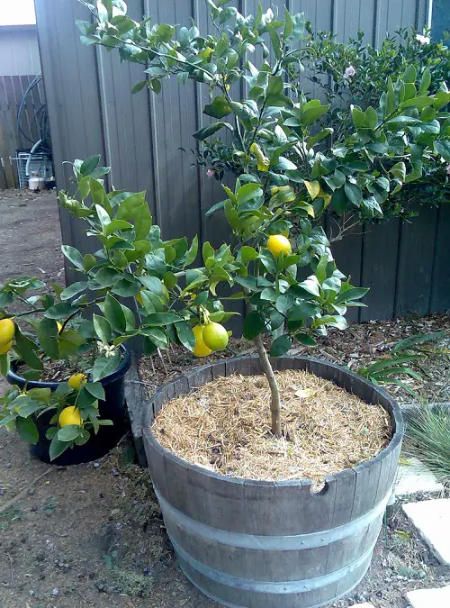 top Fruits Grown in the Shadows
