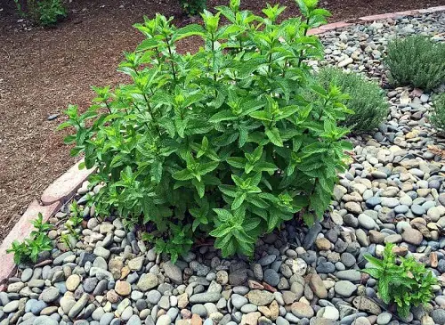 Plants for Your Tropical Edible Garden
