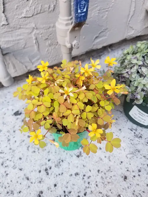 beautiful Garden and Houseplant Filler Plants