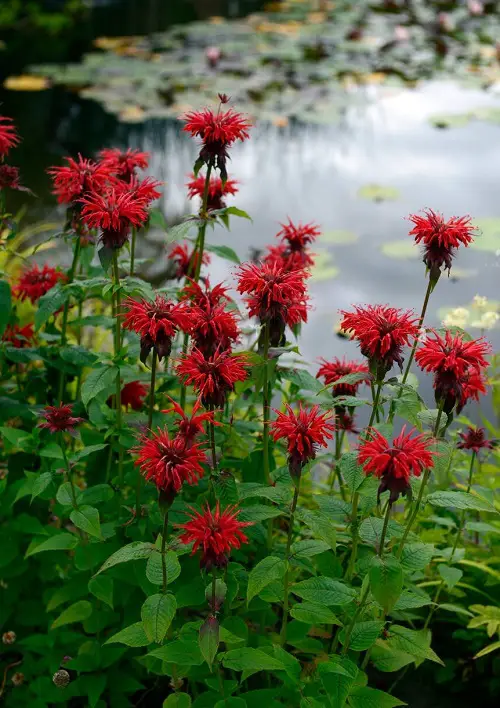 Bee Balm Benefitsq