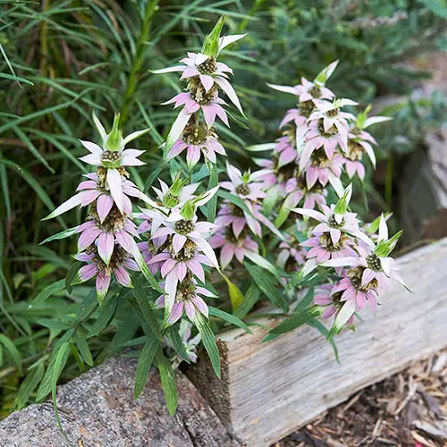 Florida Hummingbird-Attracting Plants