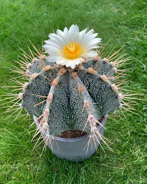 Yellow Flowering Cactus outdoor