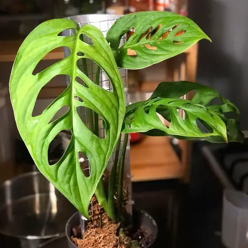 Hormone-Deficient Plants