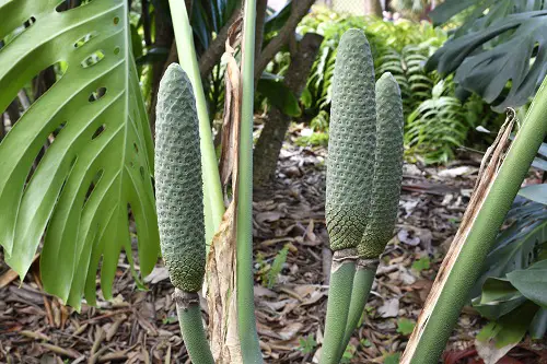Fruits Grown in the Shade
