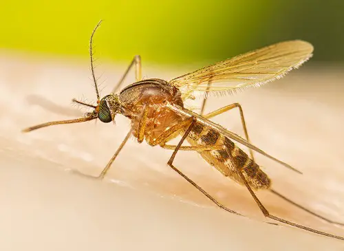 best Tiny Bugs In House Near Windows 