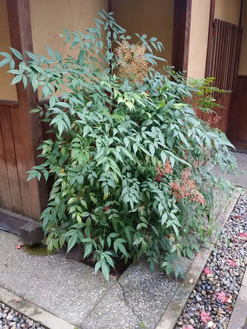 Best Plants to Have on Your Curb 2