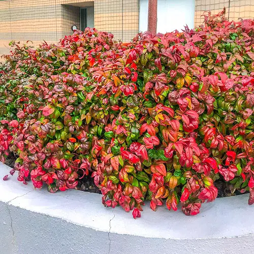 top Beautiful Types of Nandina Varieties