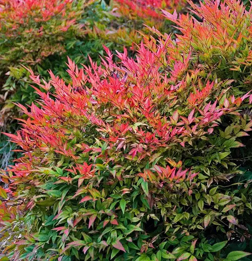 Types of Nandina Varieties 