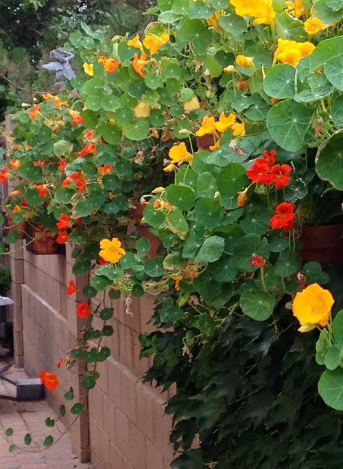 The Best Flowers in Full Sunlight