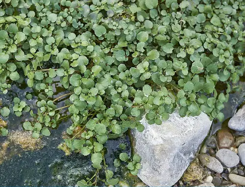 Plants That Can Be Eaten Even in the Shade