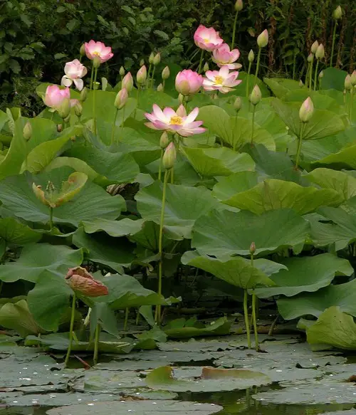 beautiful Lovely Blossoms that Stand for Family
