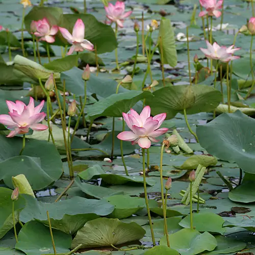 lotus Plants for a Koi Pond 