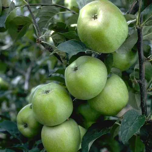 Types of Green Apple Varieties