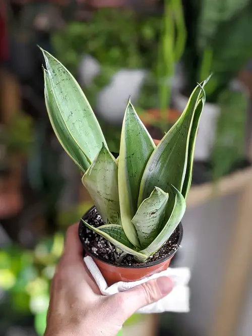 Propagating Night Owl Snake Plant