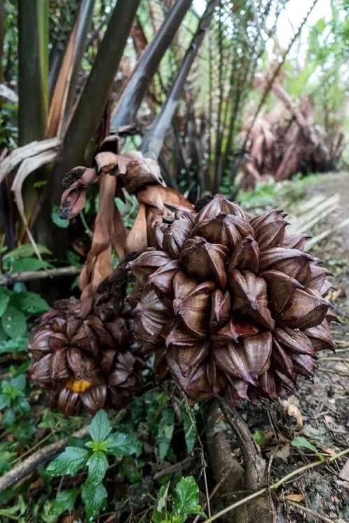 world's Most Strangest Fruits