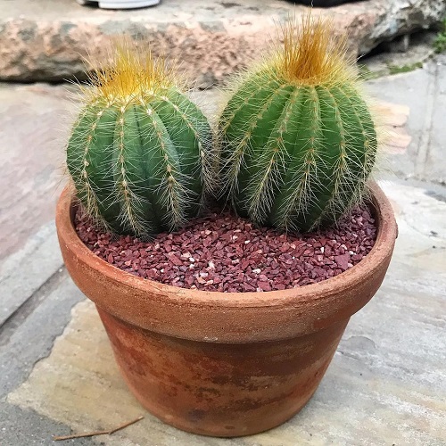Drought Tolerant Plants that Grow In Lack of Water 3