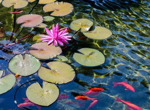 water lily Plants for a Koi Pond