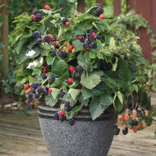 Fruits that Don't Grow on Trees in pot