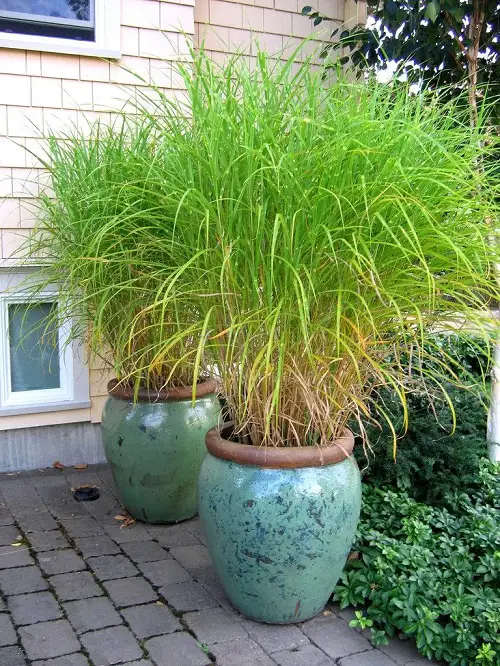 top Thriller Plants for Your Home and Garden