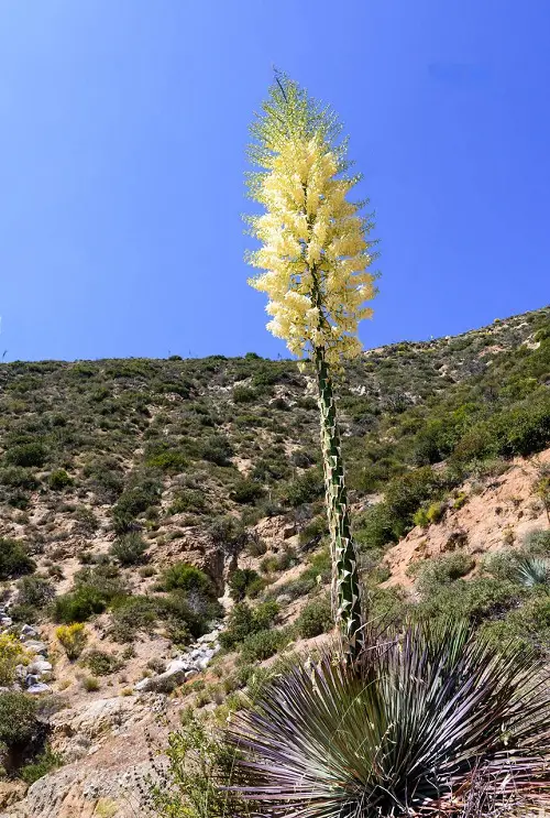 Types of Yucca Plant Varieties For Garden