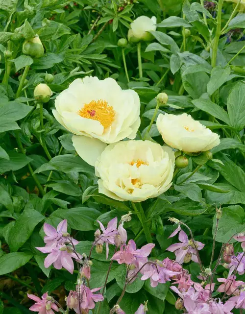 Finest Varieties of Yellow Peonies 