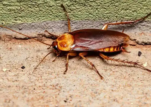 best Tiny insects near windows in the house