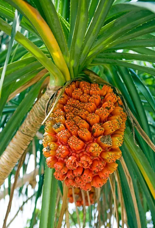 Most Strangest Fruits 7