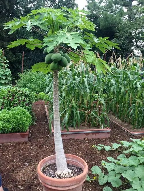 Fruits Grown in the Shadows in garden