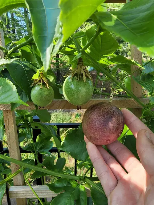 top Fruits that Grow in Shade