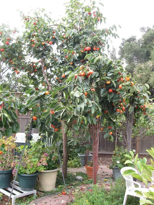 best Fruits that Grow in Shade