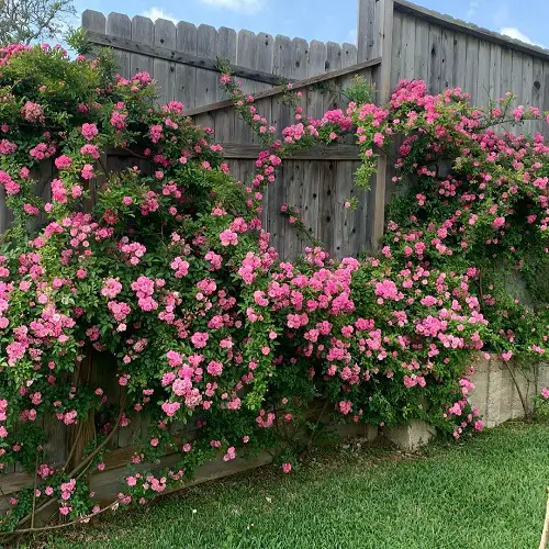 Peggy Martin Climbing Rose 2