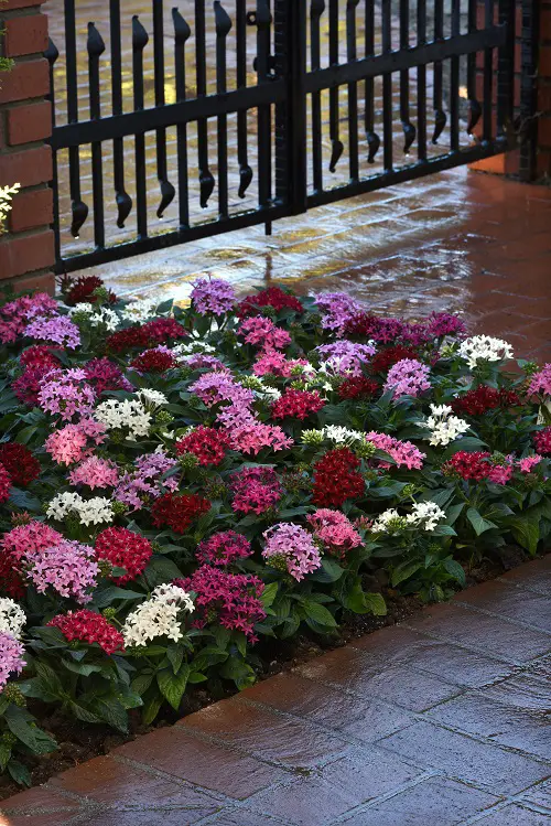 lovely Curb Appeal's Top Plants