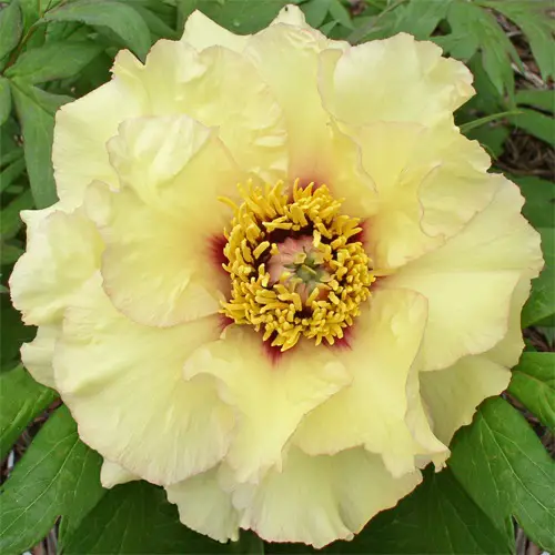 best Top Yellow Rose Types 