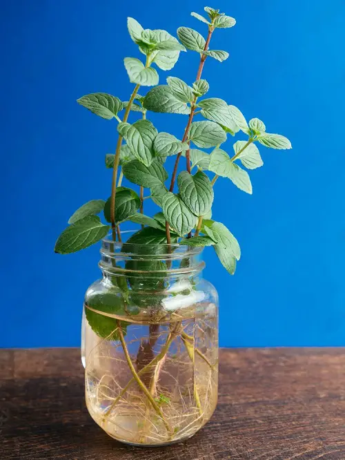 top best Herbs that Grow from One Cutting and a Glass of Water