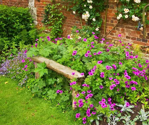 amazing  Perennial Flowers that Bloom All Summer