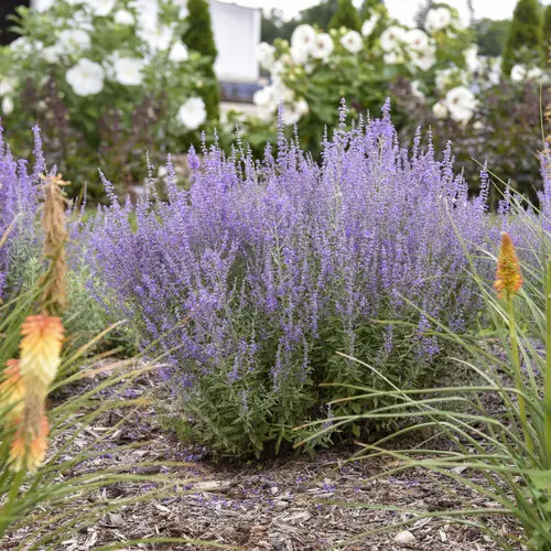 best Annual Flowers that Bloom Throughout the Summer