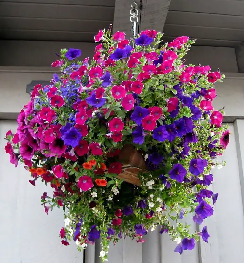 top Pink and Blue Flowers 2