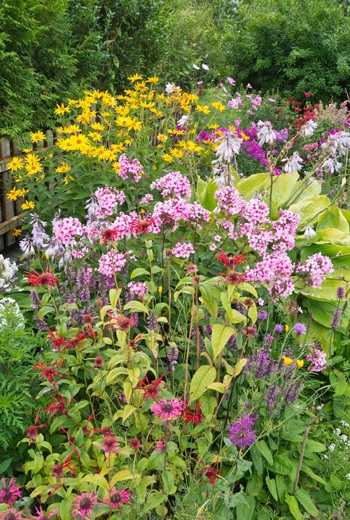 lovely Bee Balm Companion Plants