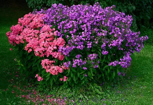Amazing Best Pink and Blue Flowers