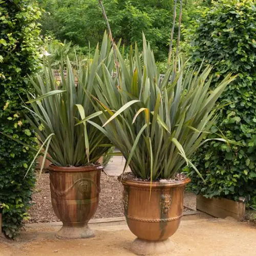 Top Thriller Plants for Filler Spillers in garden