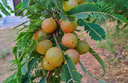 Types of Wild Berries in tree