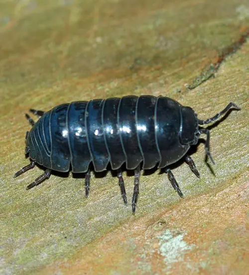 Small Insects in the Home Near Windows That You Should Watch Out For